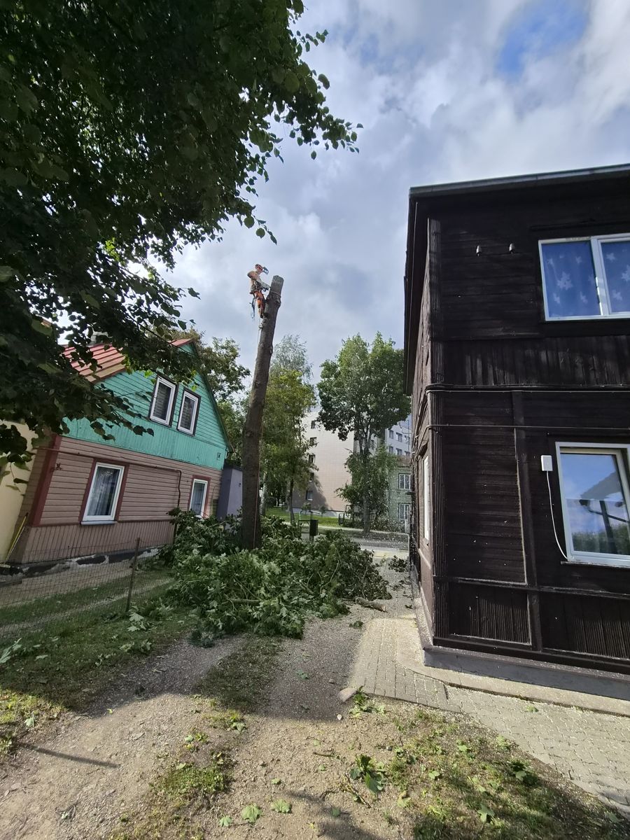 Medžio kamieno pjovimas gyvenamajame rajone